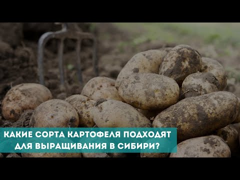 Видео: Какие сорта картофеля подходят для выращивания в Сибири?