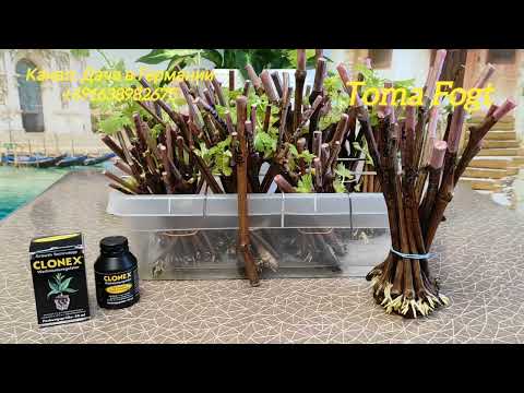 Видео: Проращивание черенков винограда за 2 недели!100% результат!