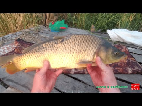 Видео: ОДИН НА РЫБАЛКЕ. ОТЛИЧНЫЙ УЛОВ !!! Рыбалка 2023.