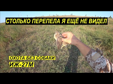 Видео: Охота на перепела. Столько я не топтал. Охота без собаки