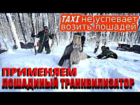 Видео: Ловим 300000 рублей и Возвращаем их Домой/Жизнь в Сельской Местности/Лошадиный Транквилизатор