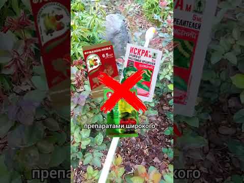 Видео: Как уменьшить количество тлей! #дача #обзордачи #огород #тля #сад