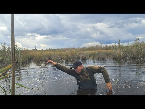 Видео: Перевірка ятерів, я шокований від такого улову. Можна утопитися у тому болоті.