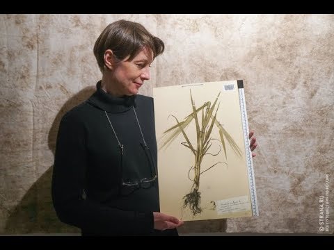 Видео: Засушенному — верить