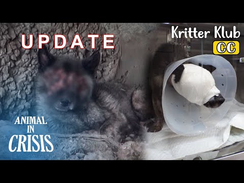 Видео: Пересадка кожи собаке, чье лицо расплавилось... Новости о безликой собаке Pocheon