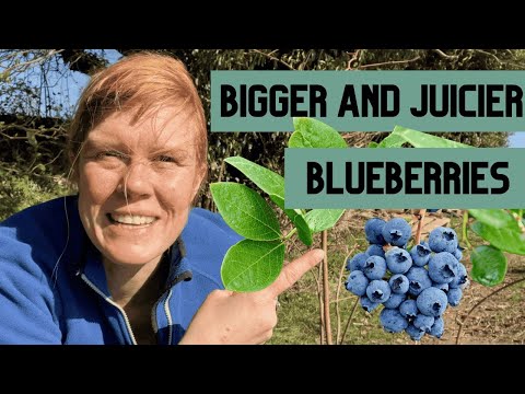Видео: Сделайте это СЕЙЧАС, чтобы получить идеальную чернику — 2 совета для идеальной черники!