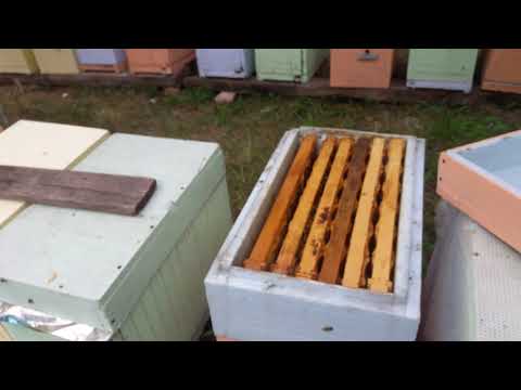 Видео: 6 рамочные нуклеусы из ЭППС условия быстрого старта