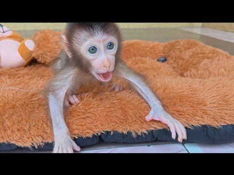 Видео: ВОТ КАК ЗВУЧИТ КРИЧ ДЁНЁНКА ОБЕЗЬЯНКИ! МАЛЕНЬКИЙ НУНО