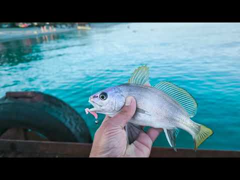 Видео: Морская рыбалка на спиннинг в Абхазии 2024. Микроджиг с берега. п. Алахадзы