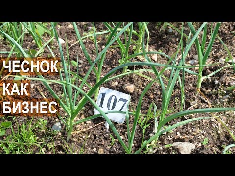 Видео: Выращивание чеснока как бизнес. Доктор с.х наук, профессор Сузан В.Г.