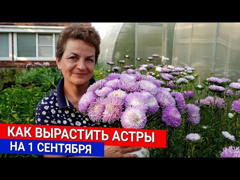 Видео: Как вырастить астры на 1 сентября