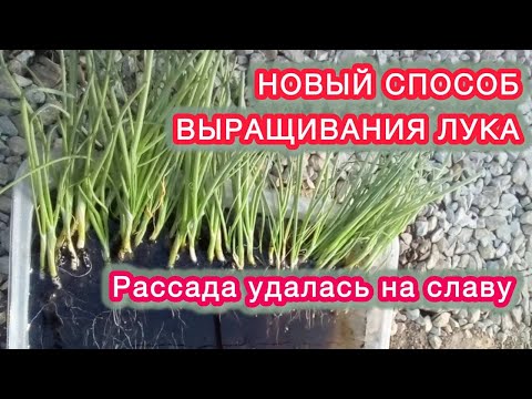 Видео: ВЫСАЖИВАЮ РАССАДУ ЛУКА ИЗ СЕМЯН В ОТКРЫТЫЙ ГРУНТ.