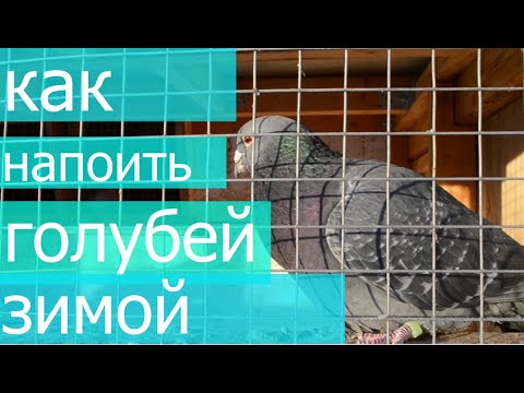 Видео: Продолжаем зимовать.Вода замерзает. Как поить голубей?