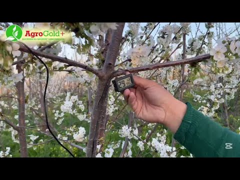 Видео: Монилиоз касаллиги хакида тулик малумотга ега булинг ва меваларингизни саклаб колинг!