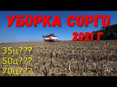 Видео: Уборка Сорго и Подсолнечника в Один день/Молотим Белое Зерновое Сорго/Уборка Джугара 2021.