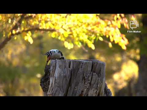 Видео: "Аялгуут намар" - Б. Чинбаатар "Aylguut namar" -  B. Chinbaatar.
