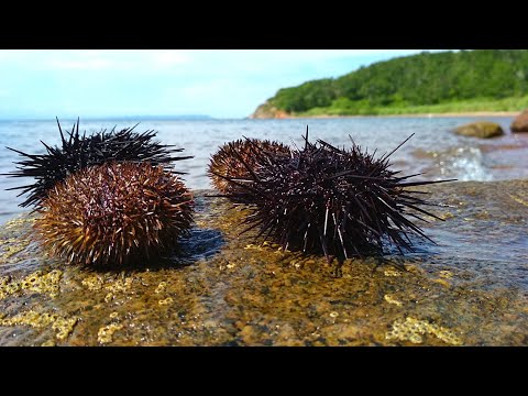 Видео: Морской еж  | Интересные факты