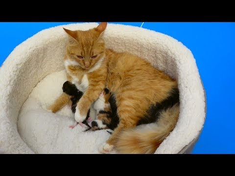 Видео: Катя и Макс нашли Мурку и её котят