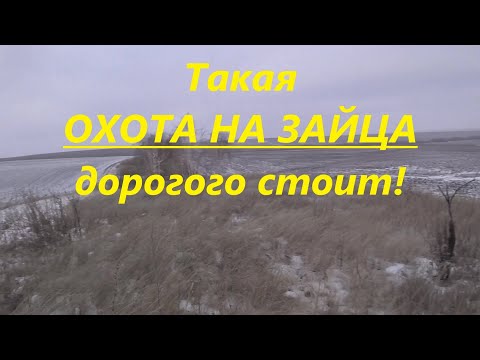 Видео: Такая охота на зайца дорогого стоит