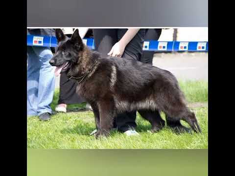 Видео: Черный окрас у ВЕО. Если моя черная овчарка не совсем черная)