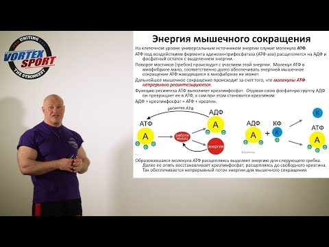 Видео: Энергия мышечных сокращений, АТФ и скорость. Лекция для спортсменов