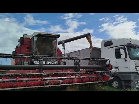 Видео: Уборка озимой пшеницы 2025г