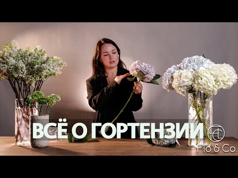 Видео: Как ухаживать и работать с гортензией? / Флористика для начинающих и не только