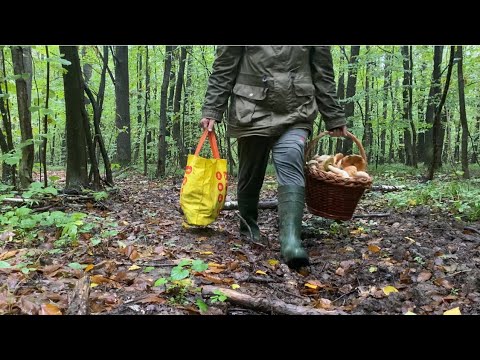 Видео: В неділю рано-раненько біжимо провіримо вчорашні місця грибні..білі гриби і ще гриби