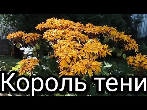 Видео: Тенелюбивое растение -- бузульник Отелло.