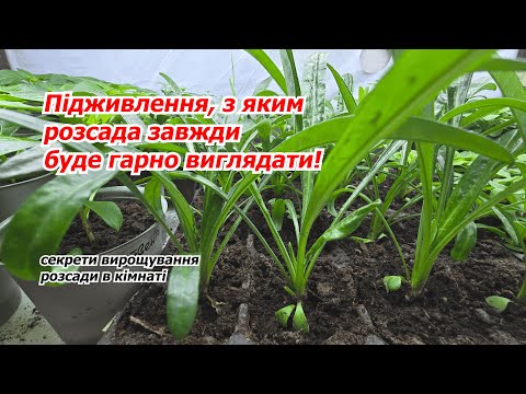 Видео: Підживлення розсади, після якого вона стає зеленою, коренастою та товстенькою!