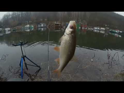 Видео: Ловим плотву в затоці Дністра 27.01.25 Зимовий фідер на дністрі.Відео без монтажа.