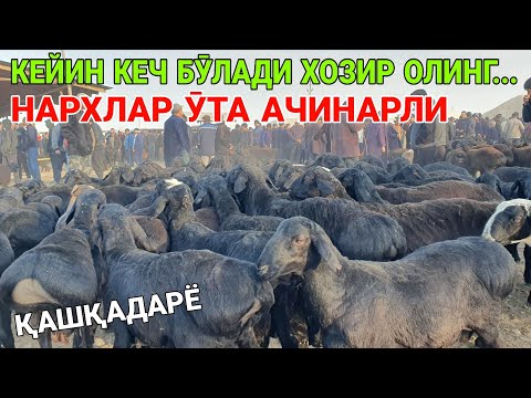 Видео: НАРХЛАР ӮТА АЧИНАРЛИ... ҚӮЗИ ҚӮЧҚОР ВА БУҒОЗ ҚӮЙ НАРХЛАРИ. 26-ОКТАБР ҚАШҚАДАРЁ ҚАРШИ 2025-ЙИЛ