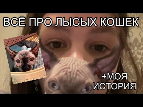 Видео: ЛЫСАЯ КОШКА. ЧТО НУЖНО ЗНАТЬ, ПЕРЕД ТЕМ КАК ЗАВЕСТИ СФИНКСА?