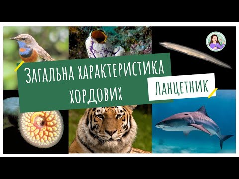 Видео: Загальна характеристика хордових. Ланцетник