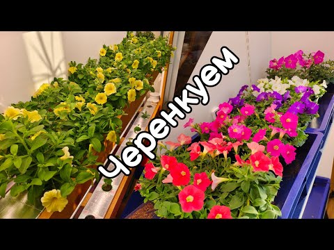 Видео: "Короткий" ликбез :) про петхоа, черенки и не только.