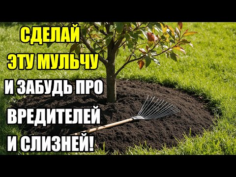Видео: ПРОСТОЙ РЕЦЕПТ МУЛЬЧИ БЕЗ СЛИЗНЕЙ — ВСЕ ДЕЛАЮТ ТЕПЕРЬ ТАК!