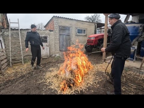 Видео: В нас так вже ніхто не робить. Смалимо свинку ячмінною соломою.