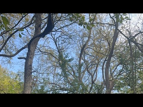 Видео: Daniella Дана Yussupbek is live! Утро 🐦‍⬛🐿️🌹