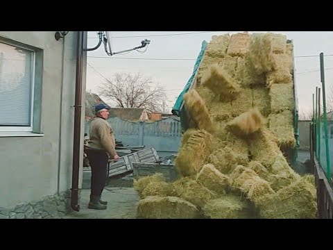 Видео: Работа кипит с Главой Семейства! Купили сено для коров
