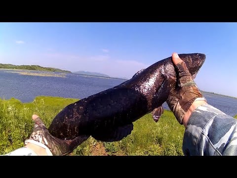Видео: Змееголов в начале июня