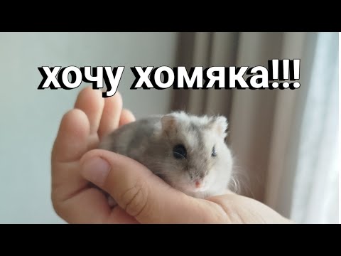 Видео: КАК УГОВОРИТЬ РОДИТЕЛЕЙ ЗАВЕСТИ ХОМЯКА?! 🔥