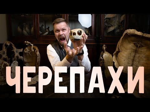 Видео: Строение скелета черепах. Рассказывает Павел Скучас.