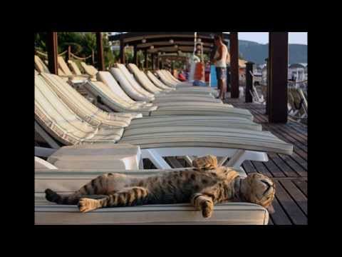 Видео: гр.СТДК - Лето