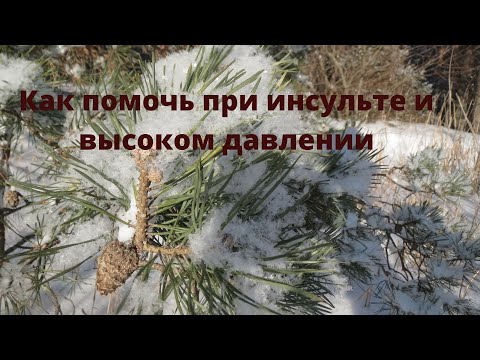 Видео: Как помочь при инсульте и высоком давлении/ Собираю сосновые шишки.