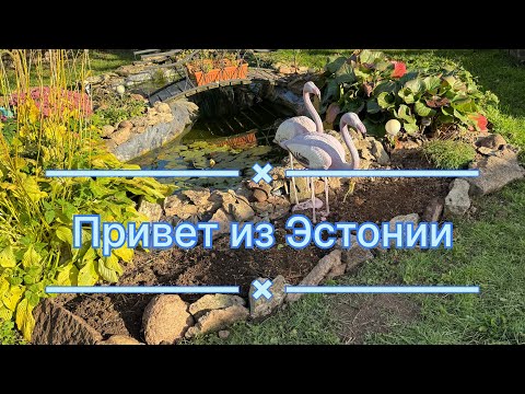 Видео: Поздние работы в саду! 