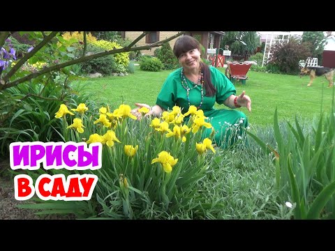 Видео: ИРИСЫ. Очень красивые сорта в моем саду!