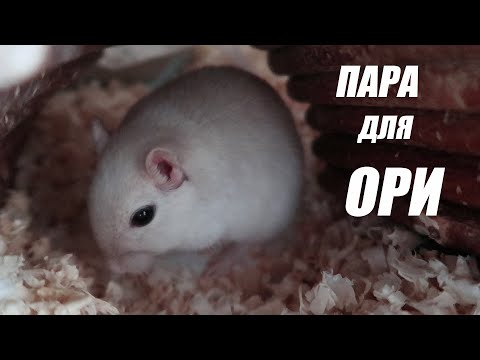 Видео: ПОЧЕМУ НЕ ЗАВЕДУ ПАРУ ДЛЯ ПЕСЧАНКИ?