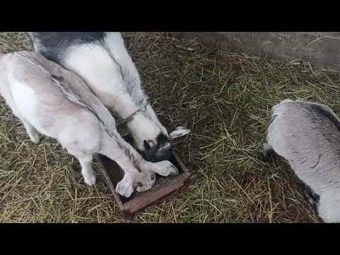 Видео: Самые вредные животные