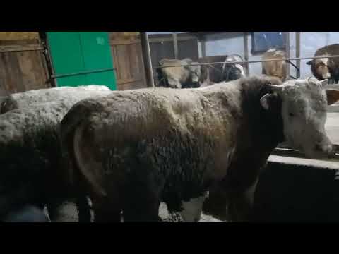 Видео: 05.03.2023.Бұқаларды бағалап жіберіңіз.