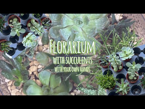 Видео: Флорариум из суккулент/Florarium with succulents